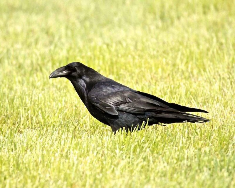 What is a Group of Ravens Called? & 16 Remarkable Facts