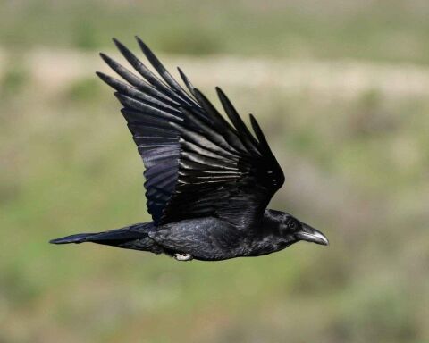 What is a Group of Ravens Called? & 16 Remarkable Facts