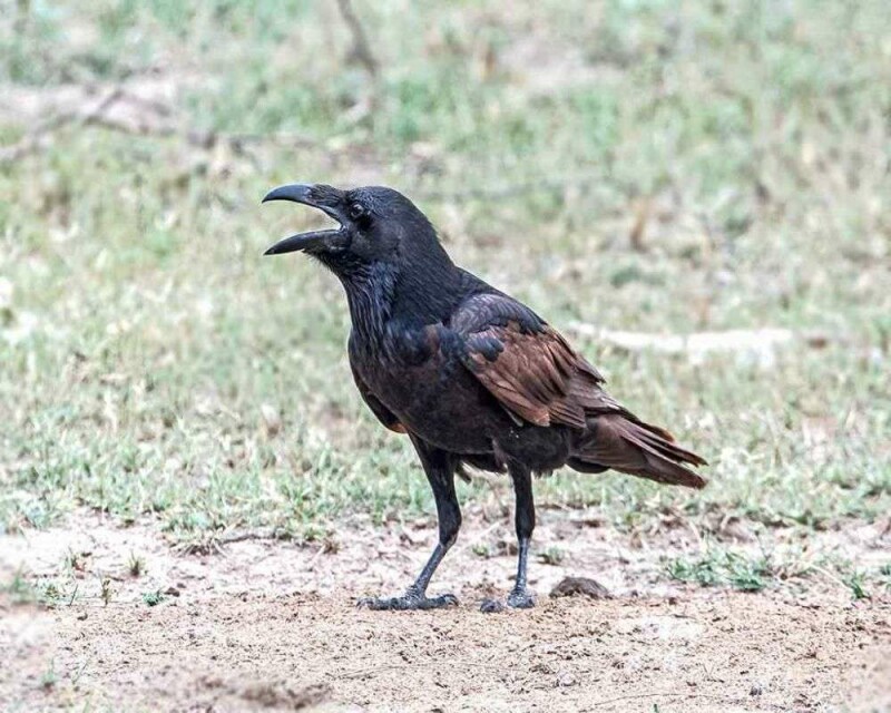 what-is-a-group-of-ravens-called-16-remarkable-facts