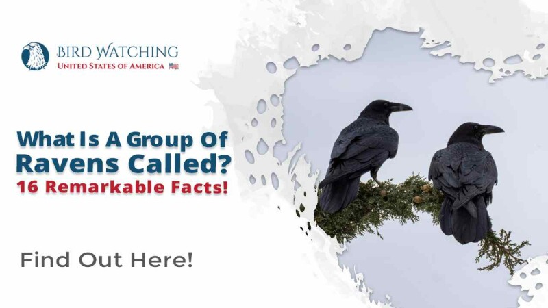 What Is A Group Of Ravens Called And 16 Remarkable Facts