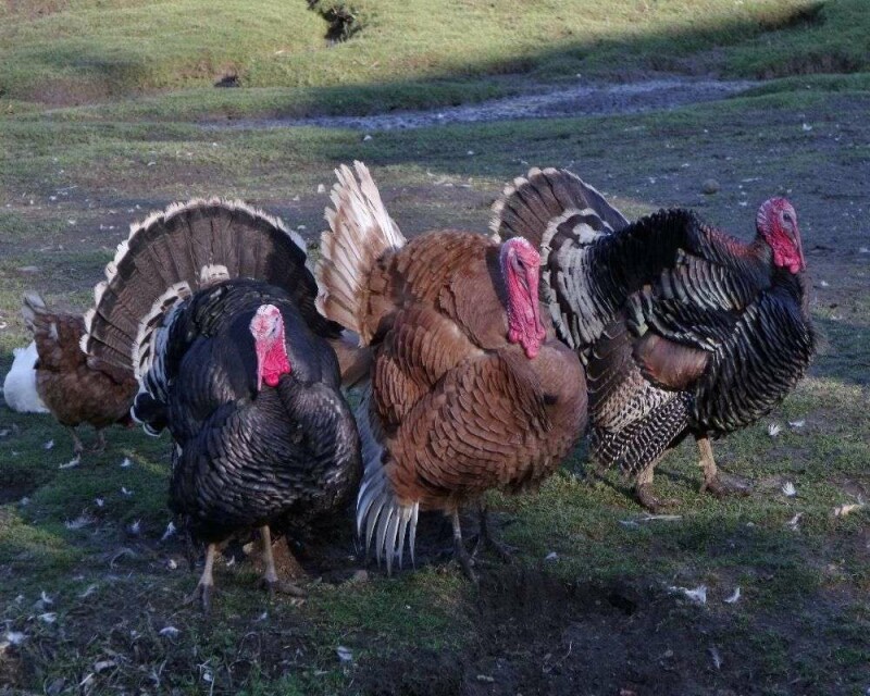 What Is A Group Of Turkeys Called 16 Remarkable Facts 