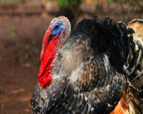 What is a Group of Turkeys Called? & 16 Remarkable Facts!