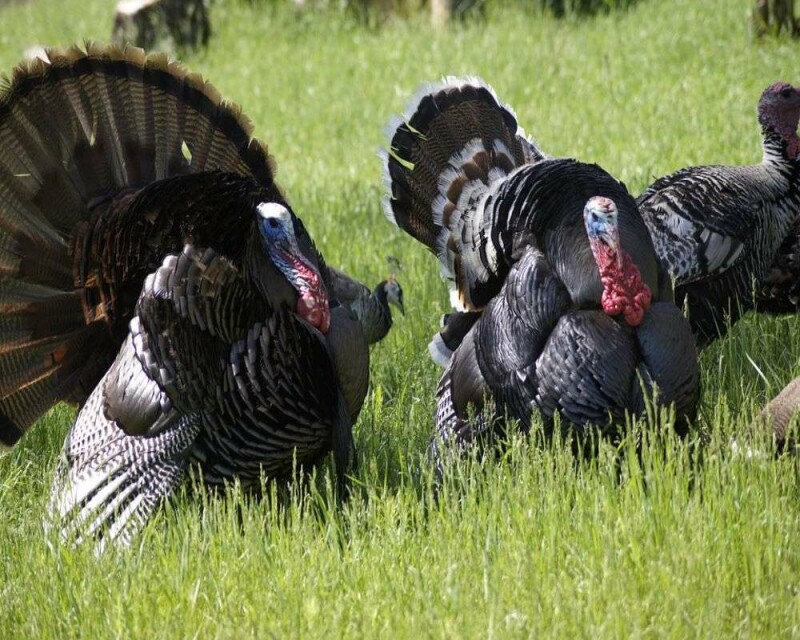 What is a Group of Turkeys Called? & 16 Remarkable Facts!