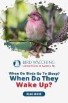 do birds sounds sleep or wake