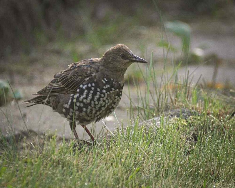 When Do Birds Go To Sleep? When Do They Wake Up?