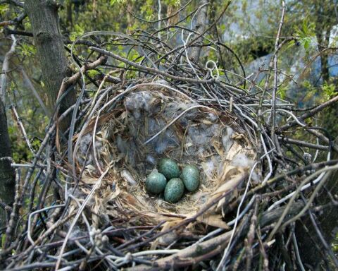 When Do Crows Lay Eggs? 13 Fascinating Crow Egg Facts