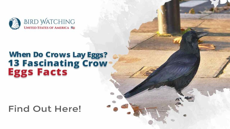 When Do Crows Lay Eggs 13 Fascinating Crow Egg Facts