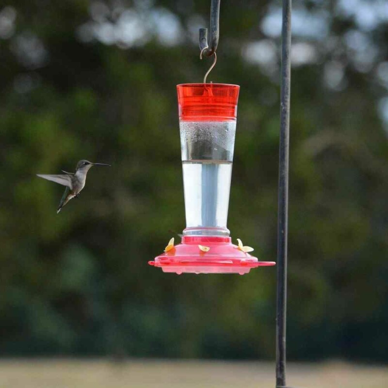 Where to Hang Hummingbird Feeder? Follow This for Better Results