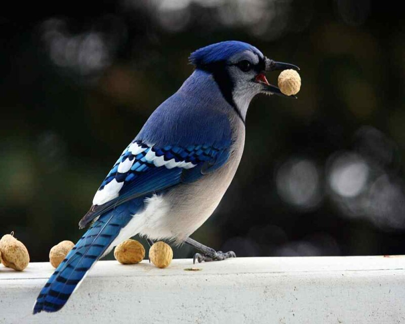 why-are-blue-jays-blue-their-cells-hide-a-little-secret