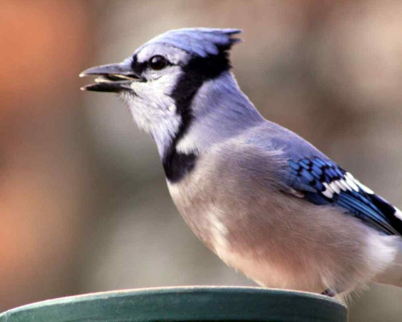 why-are-blue-jays-blue-their-cells-hide-a-little-secret