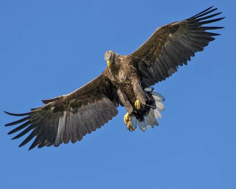 Why Do Crows Chase Eagles Or Hawks? Ultimate Nest Protection!