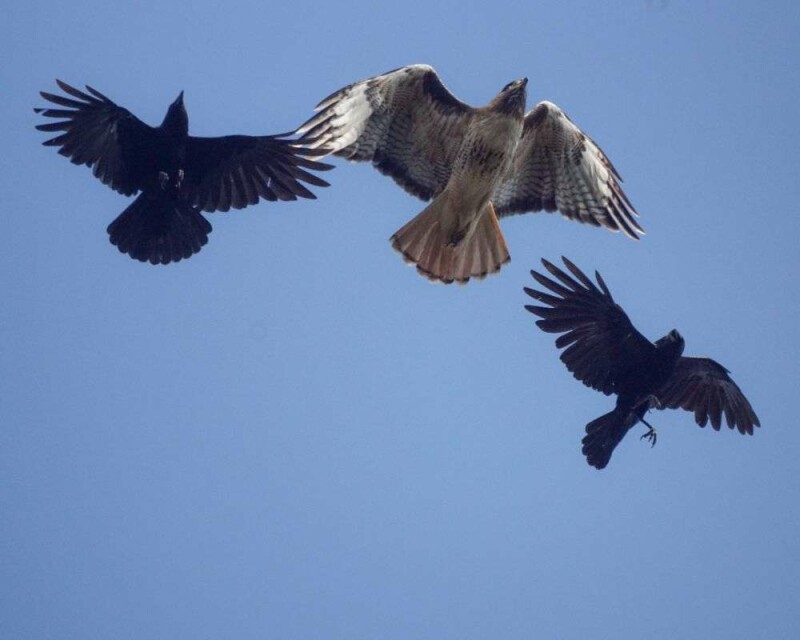 Why Do Crows Chase Eagles Or Hawks? Ultimate Nest Protection!