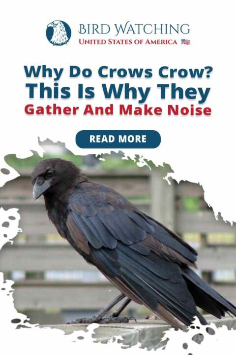 why-do-crows-crow-this-is-why-they-gather-and-make-noise