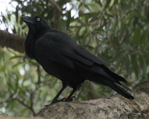 Why Do Crows Crow? This Is Why They Gather And Make Noise