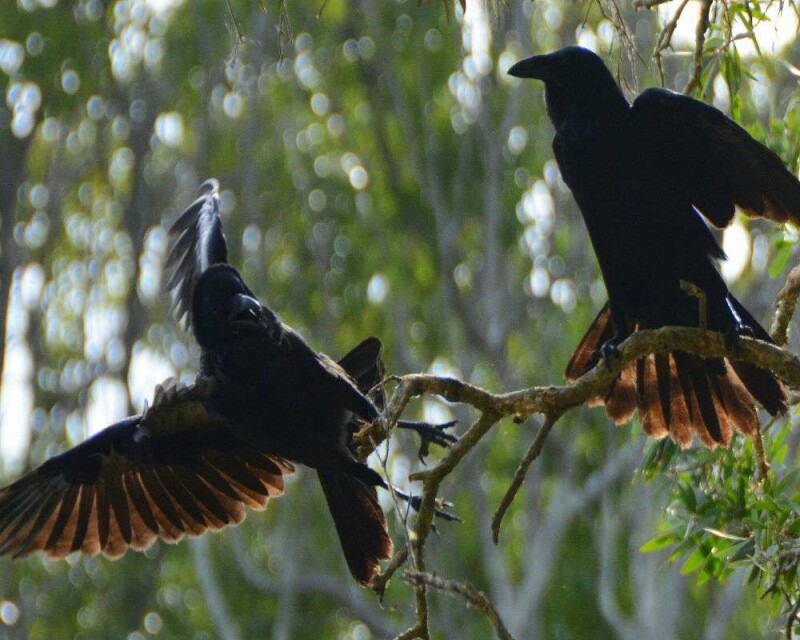 why-do-crows-crow-this-is-why-they-gather-and-make-noise