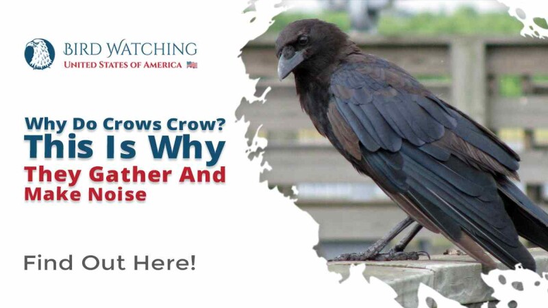 why-do-crows-gather-in-large-numbers-5-reasons-for-this-behavior