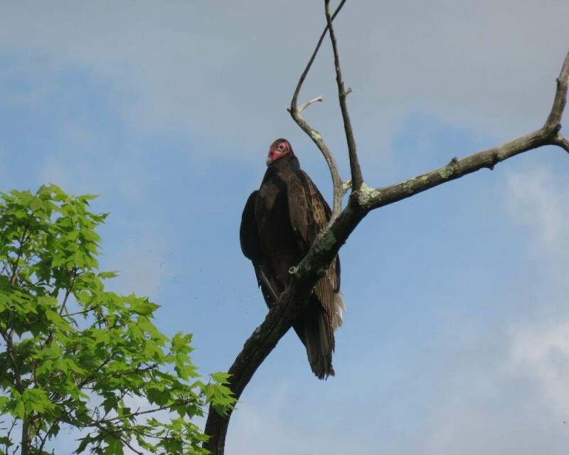 Why Do Vultures Circle in The Sky? Safety First!