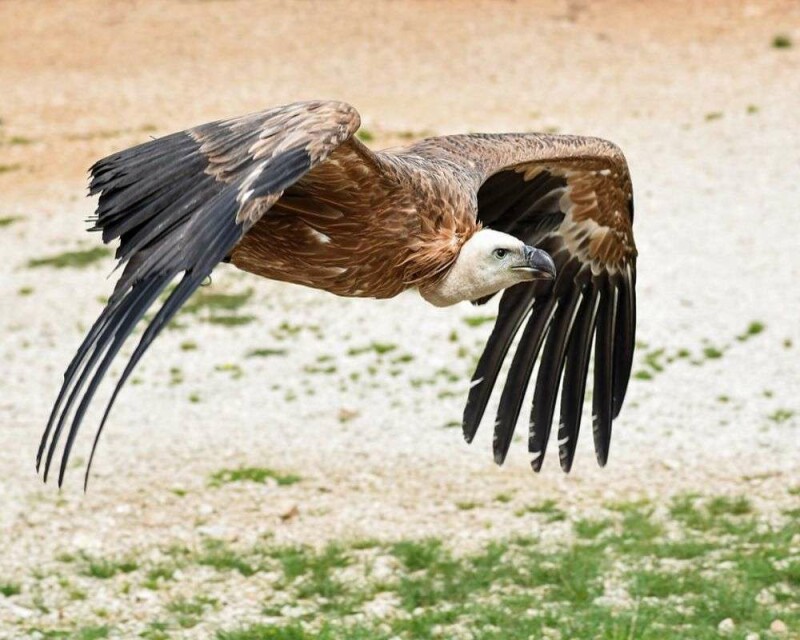 Why Do Vultures Circle in The Sky? Safety First!