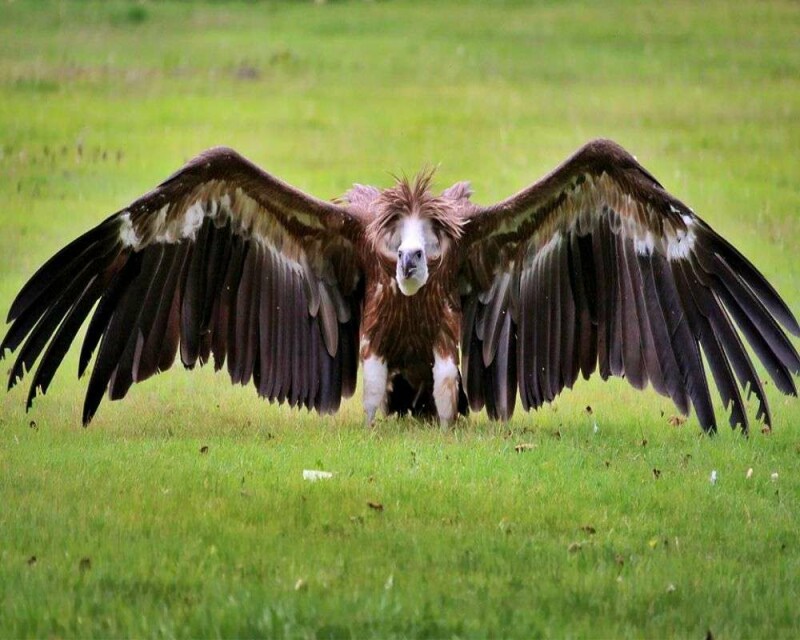 Why Do Vultures Circle in The Sky? Safety First!