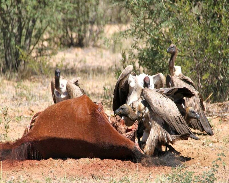 Why Do Vultures Circle in The Sky? Safety First!