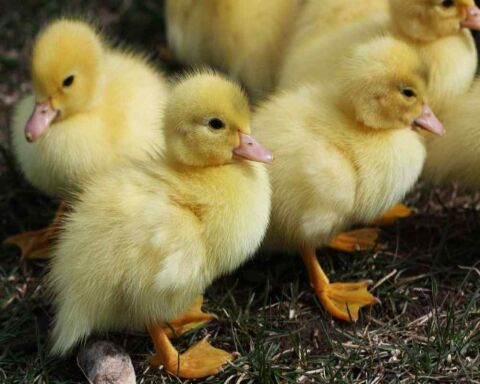 7 Cute Duck Breeds With Yellow Ducklings [24 Pictures!]